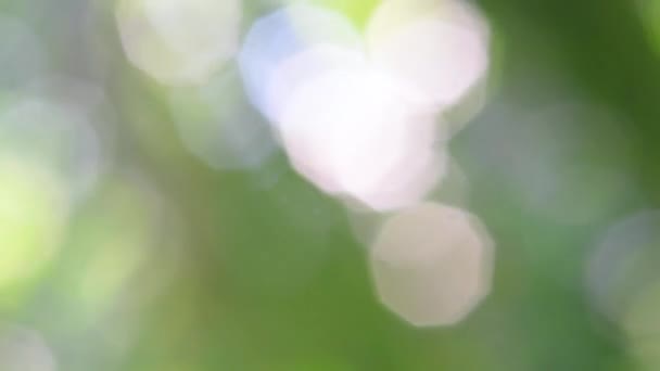 Bokeh lumière dans le jardin 