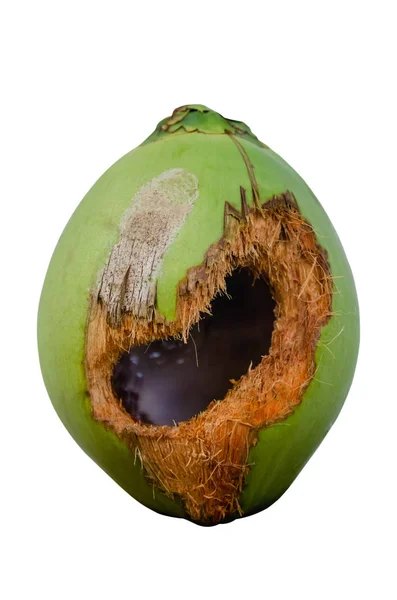 Coconut Hole Gnawed Squirrel — Stock Photo, Image