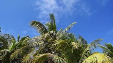 Hindistan cevizi ağacı yaz mavi gökyüzü ile