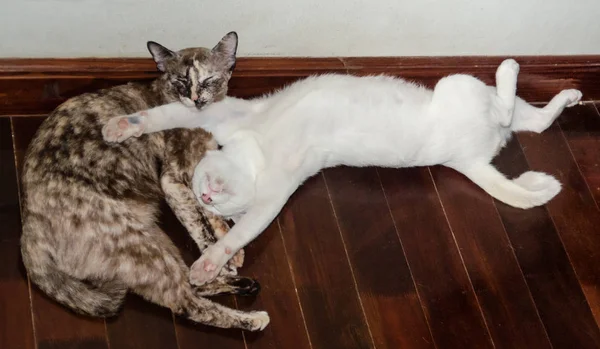 Gatos Soñolientos Suelo Madera — Foto de Stock