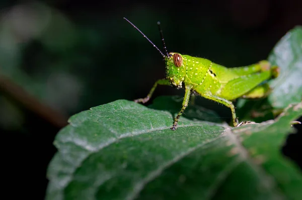 Grasshopper Green Leaf Close Shot — Stock Photo, Image