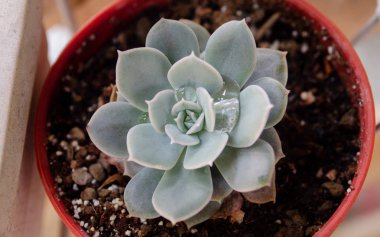 En iyi manzaralı damlacıkları ile genç kaktüs