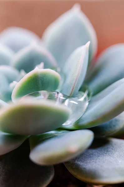 Jeune Cactus Avec Des Gouttelettes Avec Macro Shot — Photo