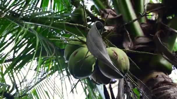 Noix Coco Sur Arbre Panoramique Poignée — Video