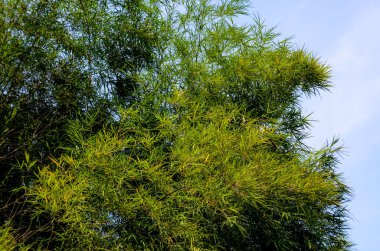 Bambu yaprak yakın atış