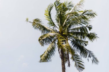 Gökyüzü arkaplanlı hindistan cevizi ağacı