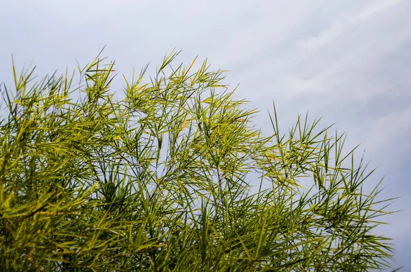 Bambu Blad Närbild Skott Med Blå Himmel Bakgrund — Stockfoto