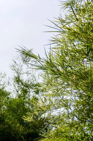 Bambu Yaprak Yakın Atış — Stok fotoğraf