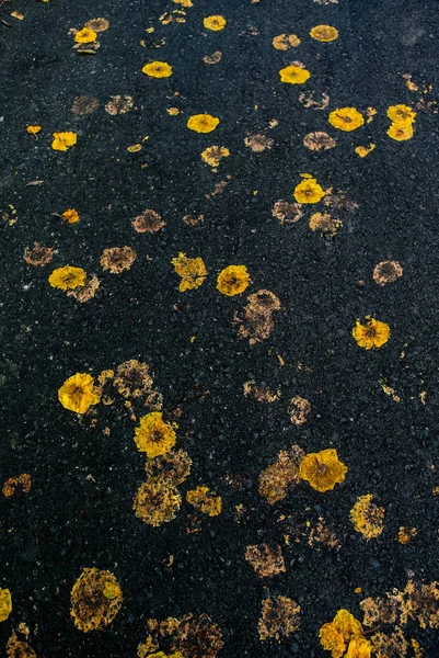 Abstract Background Damage Yellow Flower Asphalt Road Texture Background — Stock Photo, Image