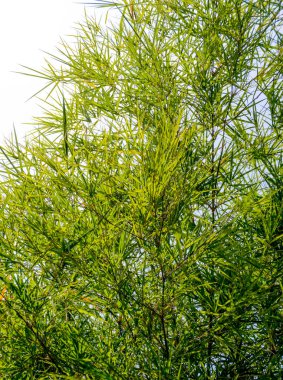 Bambu yaprak yakın atış