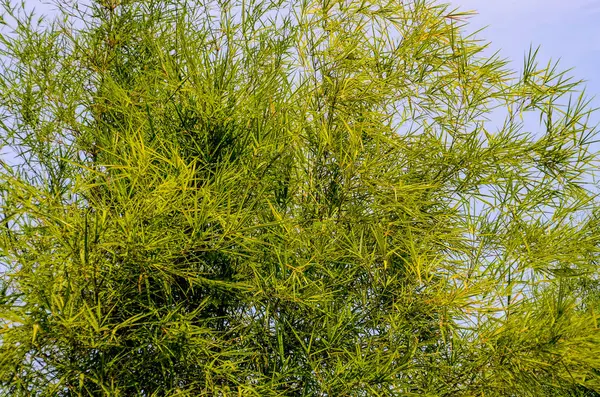 Bamboo Leaf Close Shot — Stock Photo, Image