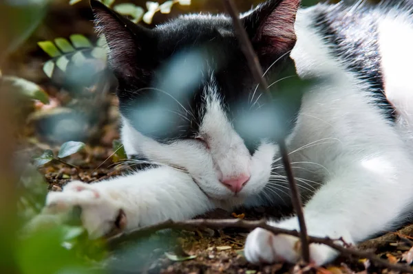 Gatto Riposo Terra Giardino Ritratto Animale — Foto Stock