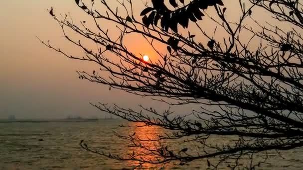 Tempo Lapso Céu Pôr Sol Mar Com Silhueta Árvore Secada — Vídeo de Stock