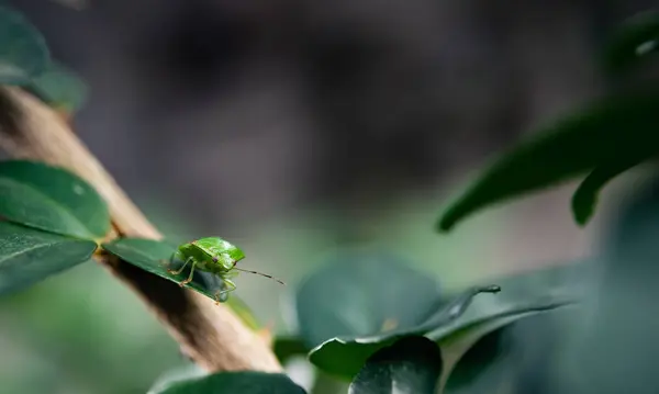 Green bug at leaf, Close up shot