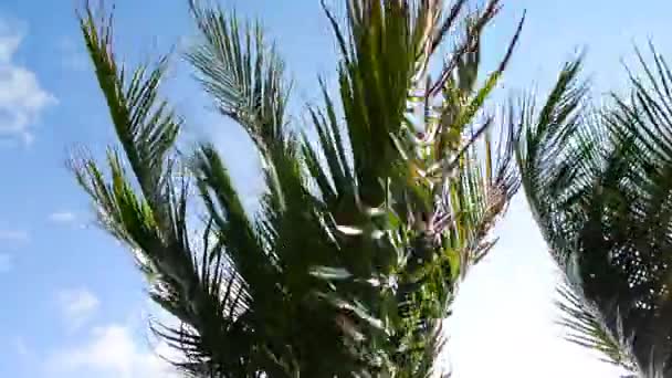 Las Palmeras Mueven Por Viento Con Cielo Azul Disparo Mano — Vídeos de Stock