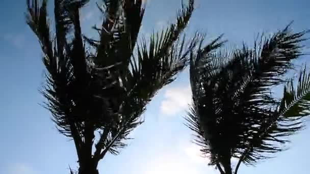 Silueta Palmera Mueven Por Viento Con Cielo Azul Tiro Mano — Vídeo de stock