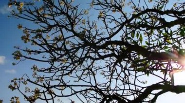 Mavi gökyüzü ile Plumeria ağacının çiçek açan, eğimli atış