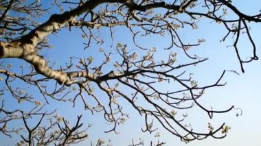 Mavi gökyüzü ile Plumeria ağacının çiçeklenme