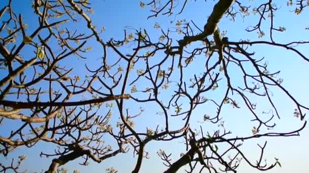 青空とプルメリアの木の開花 — ストック動画