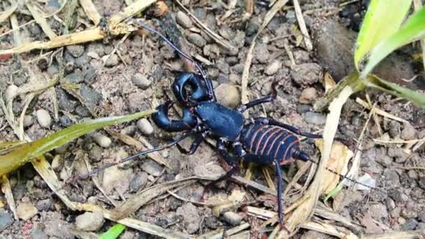 Μαστίγιο Scorpion Περπάτημα Στο Έδαφος — Αρχείο Βίντεο
