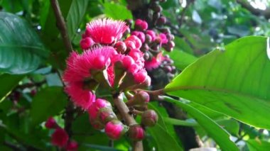 Dağ apple çiçek çiçeklenme