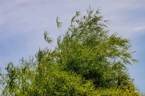 Folha de bambu perto tiro — Fotografia de Stock