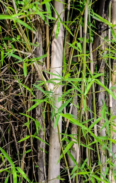 Bambu yaprak yakın atış — Stok fotoğraf
