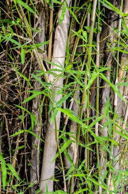 Bambu yaprak yakın atış