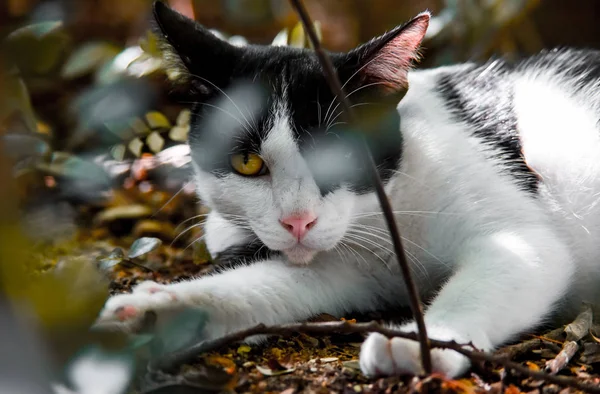 Кішка відпочиває на землі в саду — стокове фото
