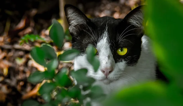 Porträtt av katt med grönt blad förgrunden — Stockfoto