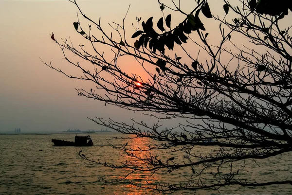 ツリー前景の silhoette と海の夕日 — ストック写真