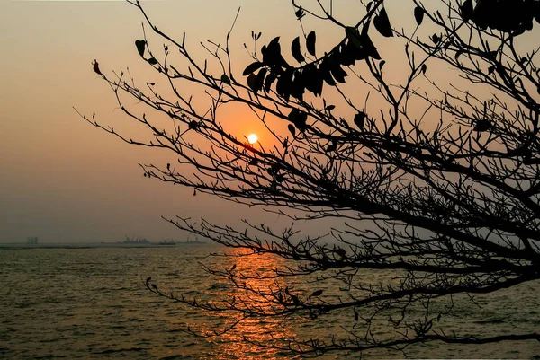 ツリー前景の silhoette と海の夕日 — ストック写真