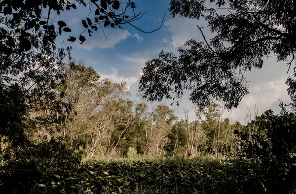 被废弃的沼泽中的干树, 风景背景 — 图库照片