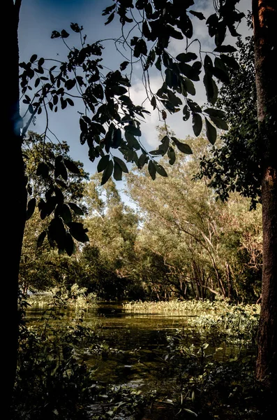 Árvore em pântano abandonado, Paisagem de fundo — Fotografia de Stock