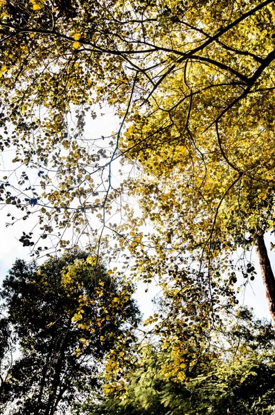 Yellow leaf on tree background — Stock Photo, Image