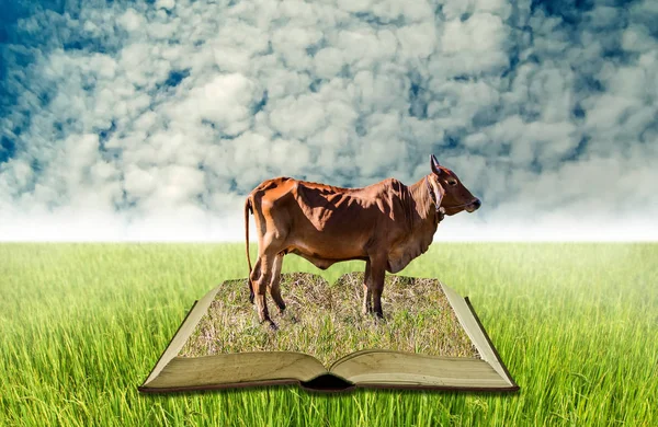 Cow on open book at rice field, Agriculture knowledge concept — Stock Photo, Image