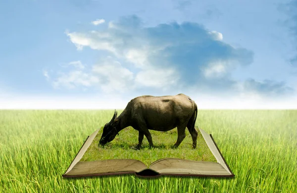 Buffalo on open book at rice field, Agriculture knowledge concep — Stock Photo, Image
