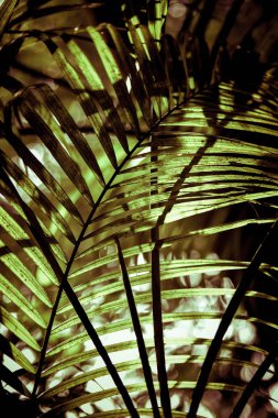 Güzel ağaç yaprak soyut doğal arka ışık ile