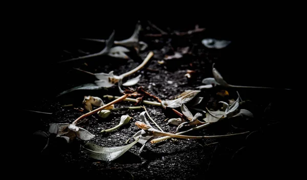 Fiore caduto a terra — Foto Stock