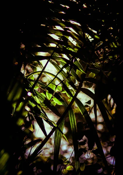 Красивый лист дерева абстрактный с естественным светом спины — стоковое фото