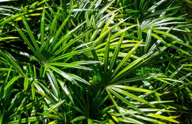 Lady Palms yaprak arka plan