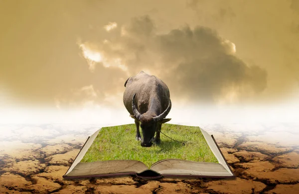 Agriculture knowledge concept, Buffalo on open book with dry lan — Stock Photo, Image