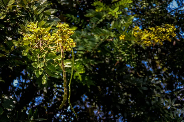 Fiore di Senna siamea che sboccia sull'albero — Foto Stock