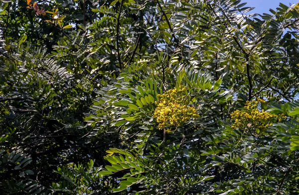 Flor de Senna siamea floreciendo en el árbol —  Fotos de Stock