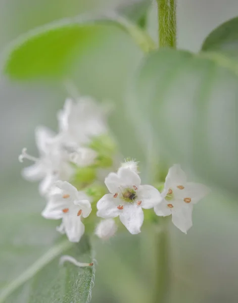 Menta növény virág — Stock Fotó