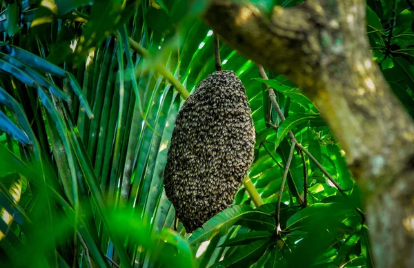 Honigbienen an der Wabe — Stockfoto