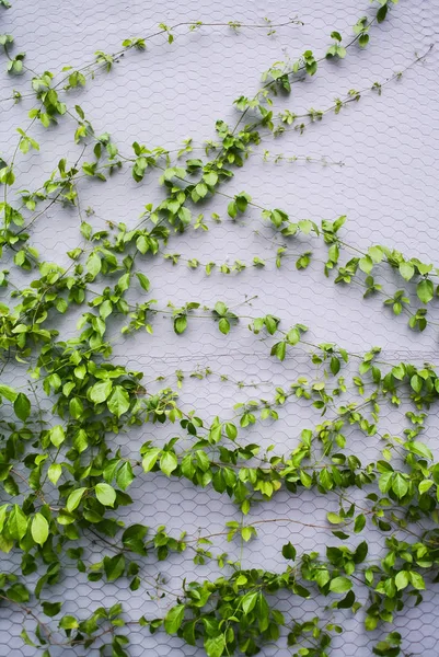 Planta verde trepar en la pared, Decoración vertical del jardín —  Fotos de Stock