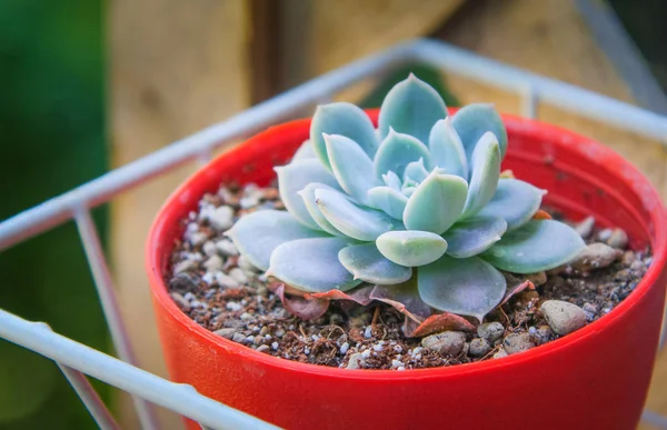 Joli cactus en pot de fleurs rouges — Photo