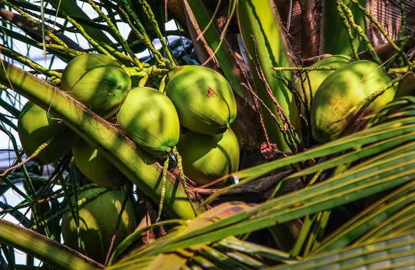 Group of coconut fruit on tree — Stock Photo, Image