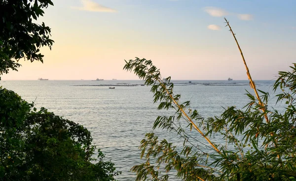 Bamboe blad met de achtergrond van de zee — Stockfoto